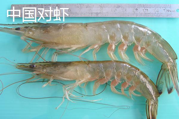 中国对虾和南美白对虾区别