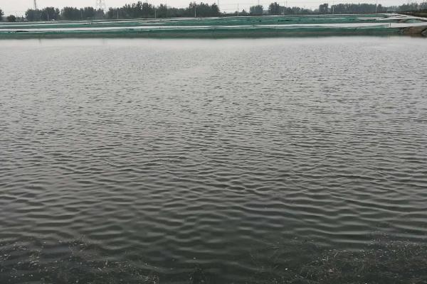 南美对虾养殖技术常识