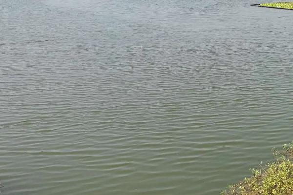 南美对虾养殖技术常识