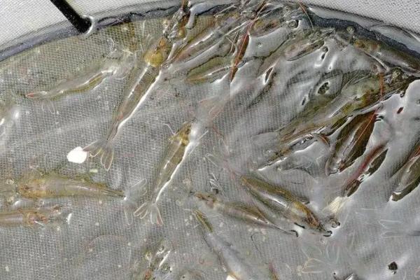 南美对虾养殖技术常识