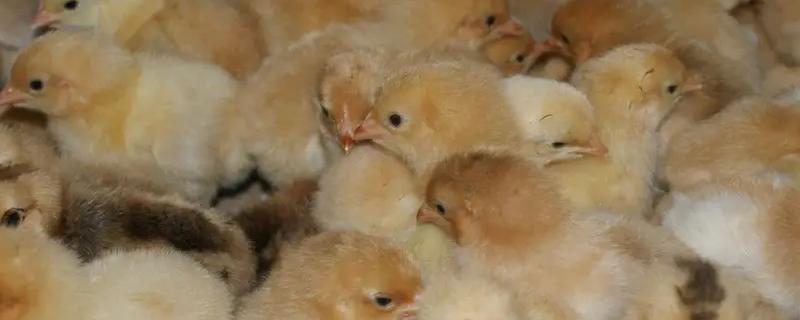 养鸡苗的时候要注意什么