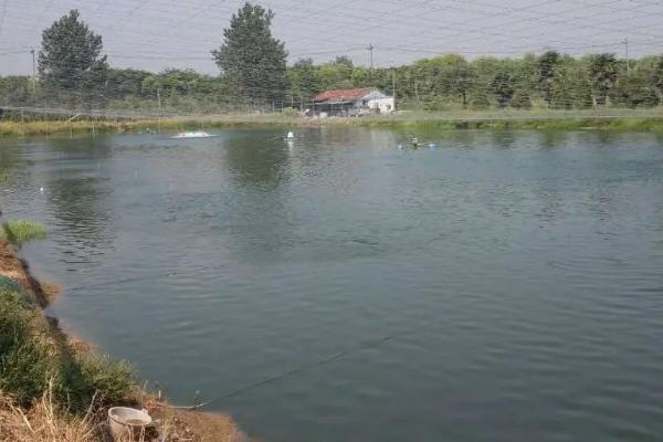 淡水对虾养殖技术