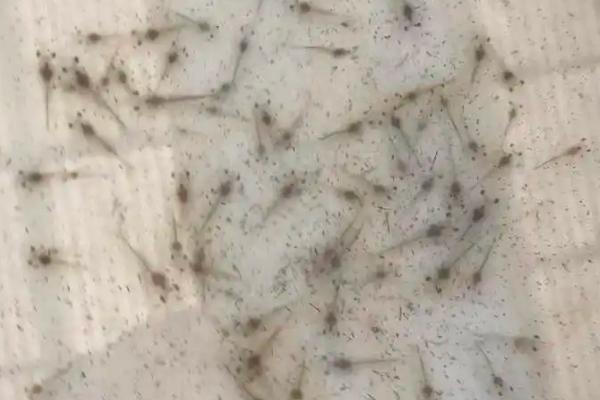 淡水对虾养殖技术