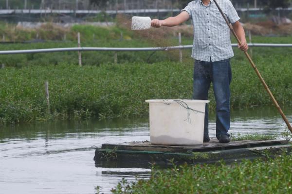 淡水对虾养殖技术