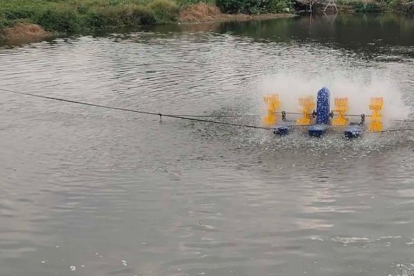 淡水对虾养殖技术