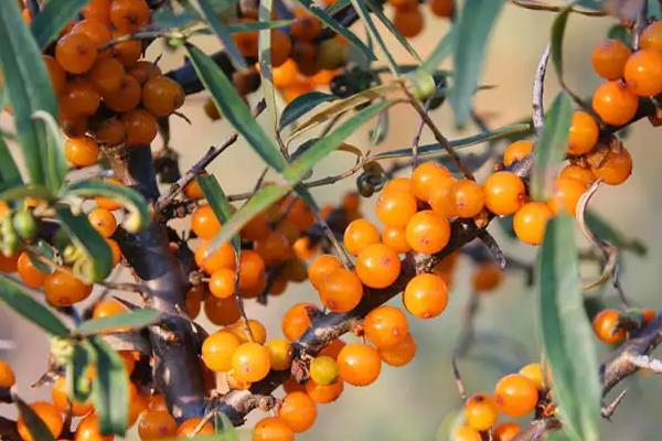 沙棘原浆哪个产地的好