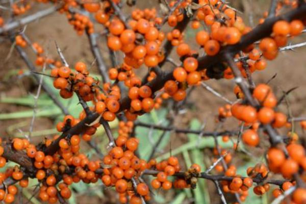 沙棘一年四季都有吗