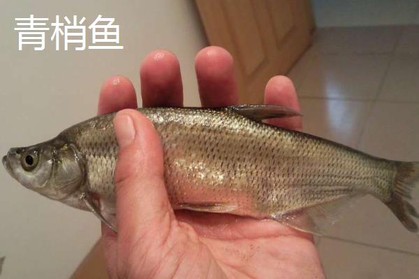 青梢鱼和翘嘴区别