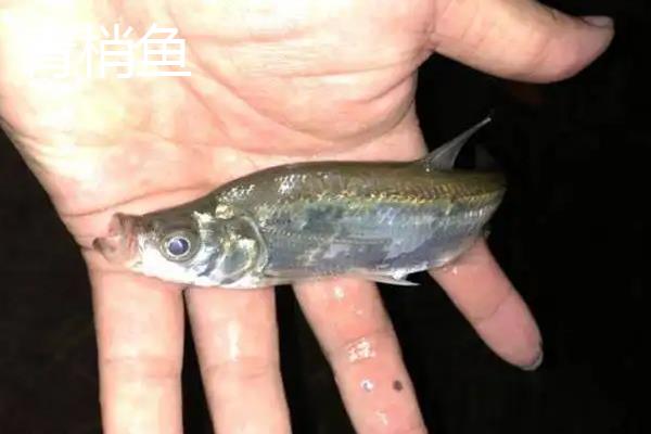 青梢鱼和翘嘴区别