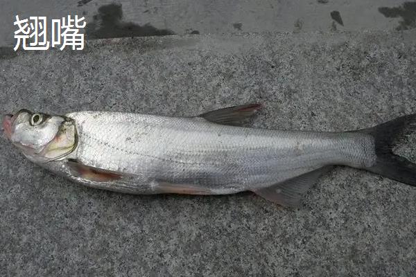 青梢鱼和翘嘴区别