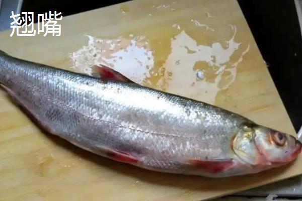 青梢鱼和翘嘴区别