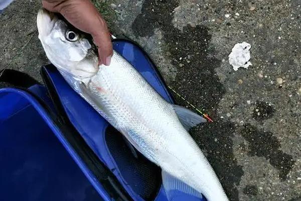 翘嘴鱼的生活规律及温度