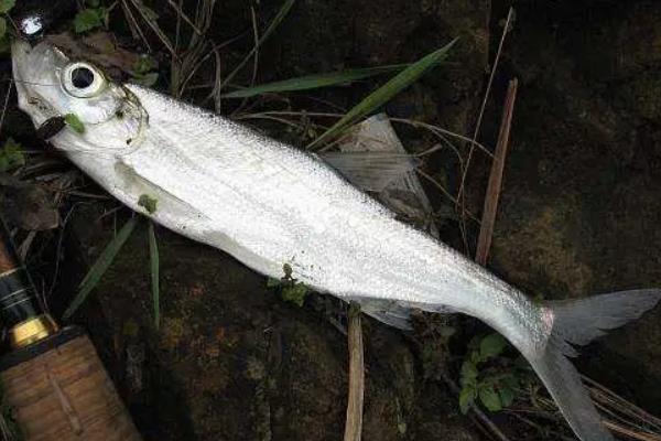 翘嘴鱼的生活规律及温度