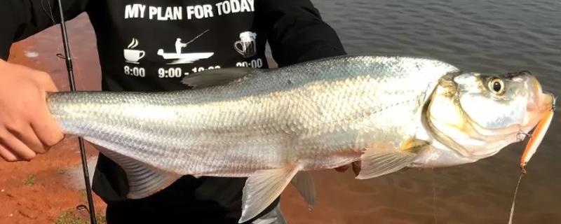 翘嘴冬天开口吗