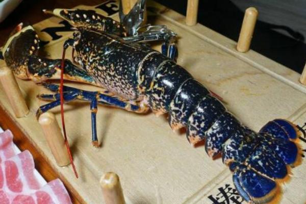 龙虾的生长周期