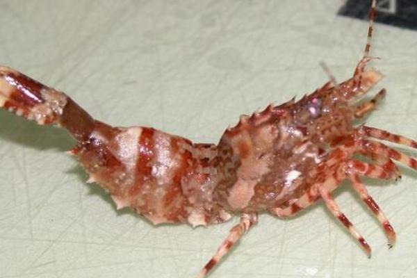 龙虾的生长周期