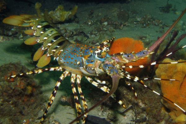 龙虾的生长周期