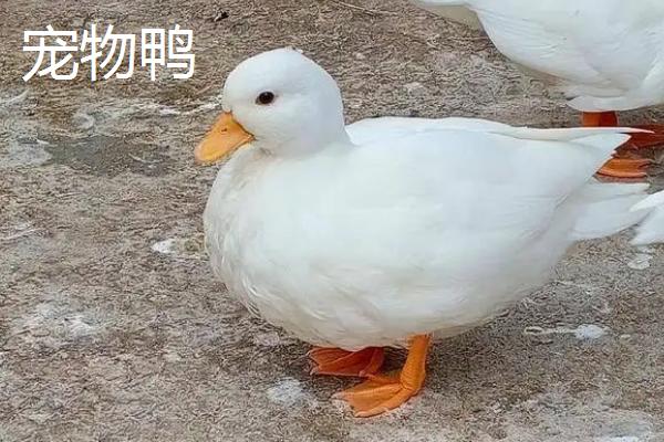 宠物鸭与普通鸭的区别