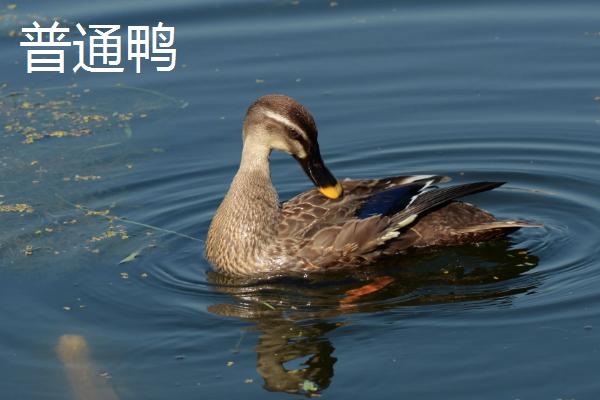 宠物鸭与普通鸭的区别