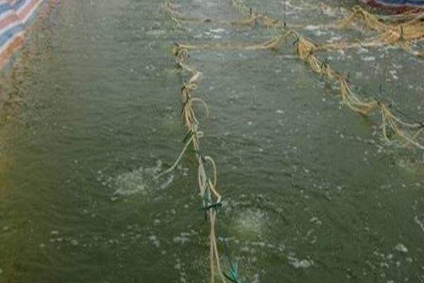 复合肥肥水对虾好吗