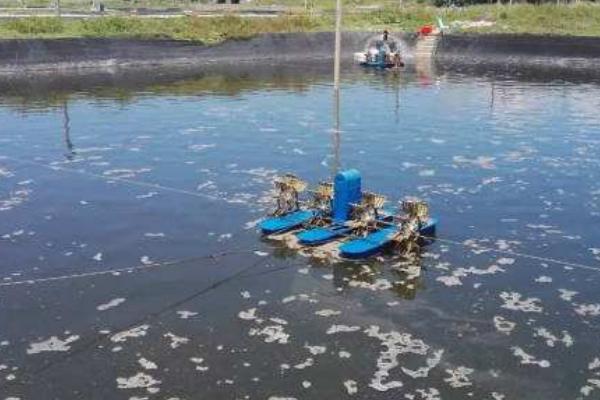 复合肥肥水对虾好吗