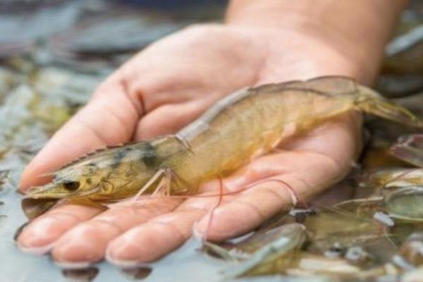菜场卖的对虾是淡水还是海水