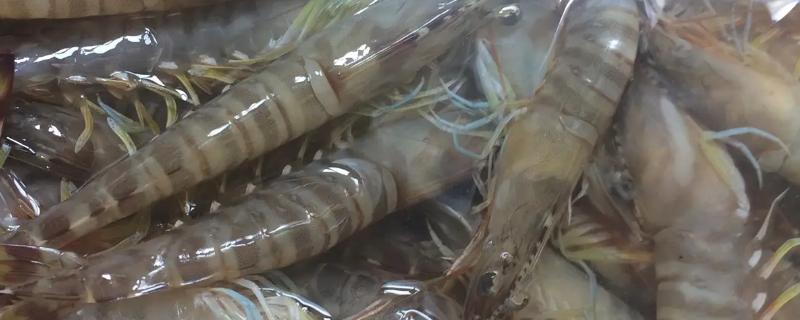 基围虾和对虾的区别