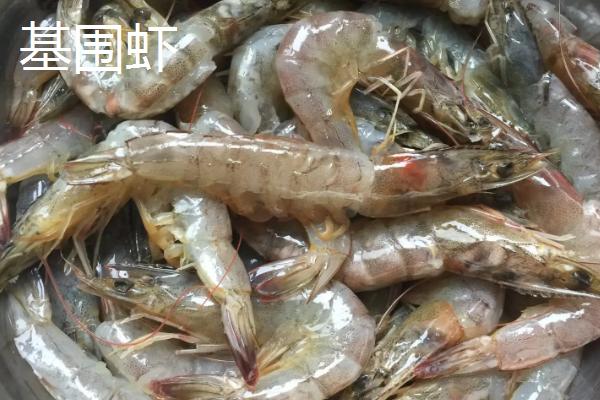 基围虾和对虾的区别