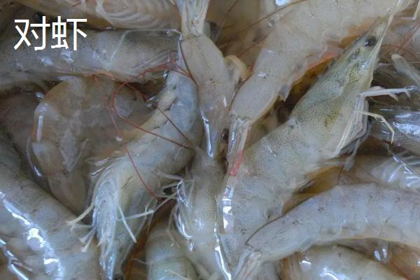 基围虾和对虾的区别