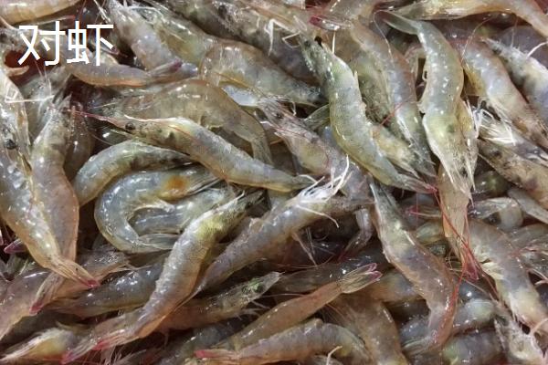 基围虾和对虾的区别