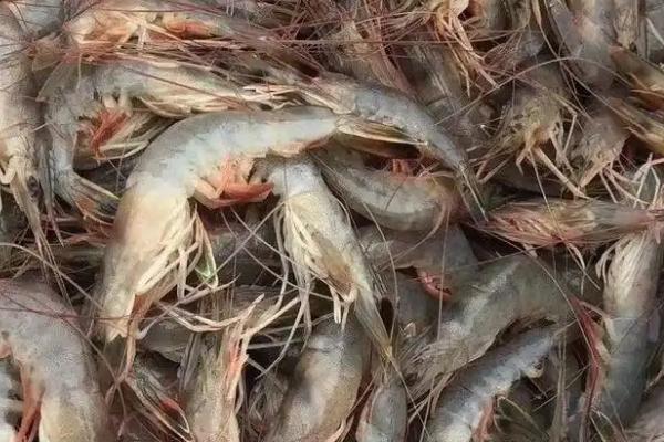 对虾属于海鲜吗