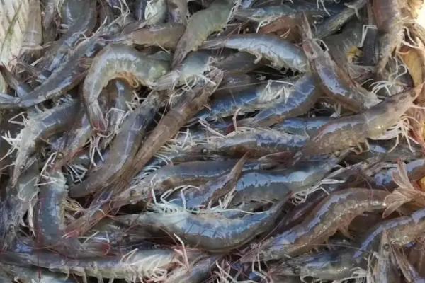 对虾属于海鲜吗