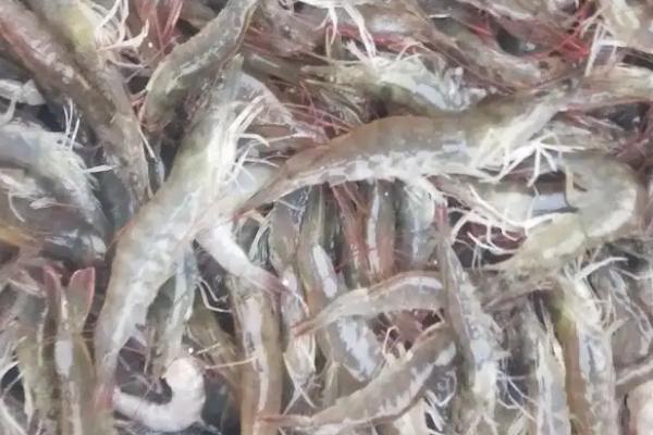 对虾属于海鲜吗