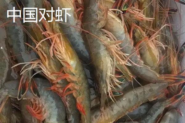 对虾属于海鲜吗
