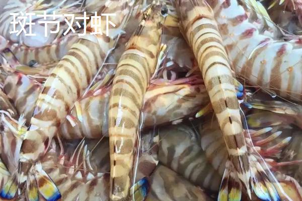 对虾属于海鲜吗