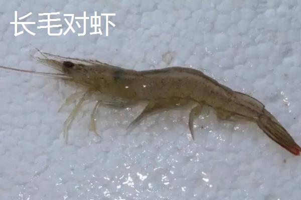 对虾属于海鲜吗