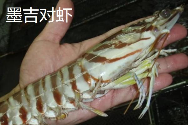 对虾属于海鲜吗
