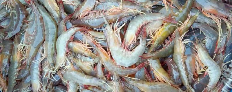 对虾属于海鲜吗