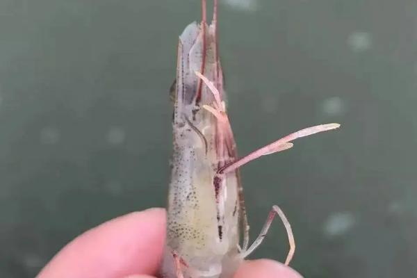 对虾黄鳃的原因