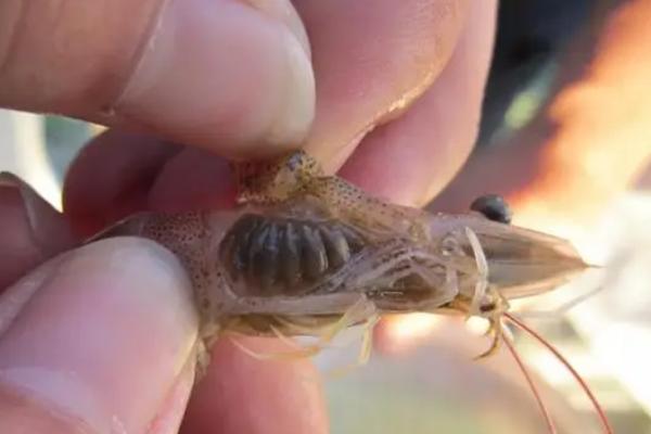 对虾黄鳃的原因