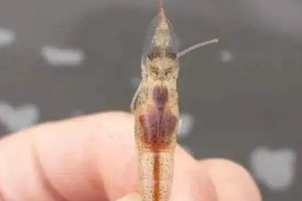 对虾黄鳃的原因