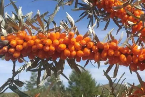 沙棘南方可以种植吗