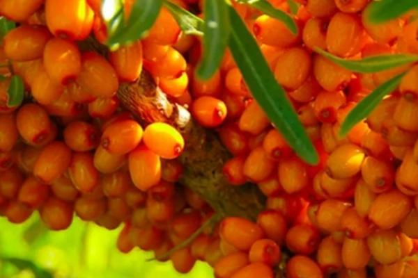 沙棘南方可以种植吗