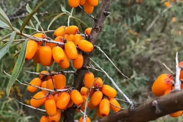 沙棘种植适合什么地方