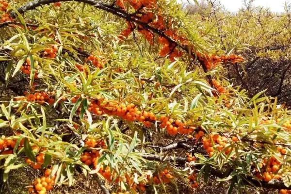 沙棘南方可以种植吗