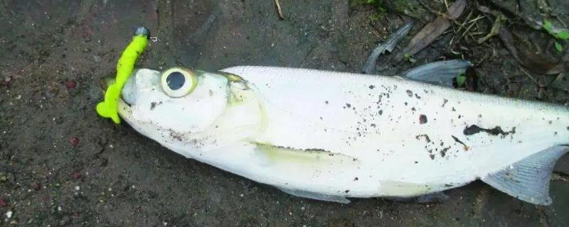 冬天路亚翘嘴用什么饵