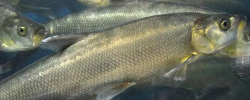 冬季翘嘴窗口期