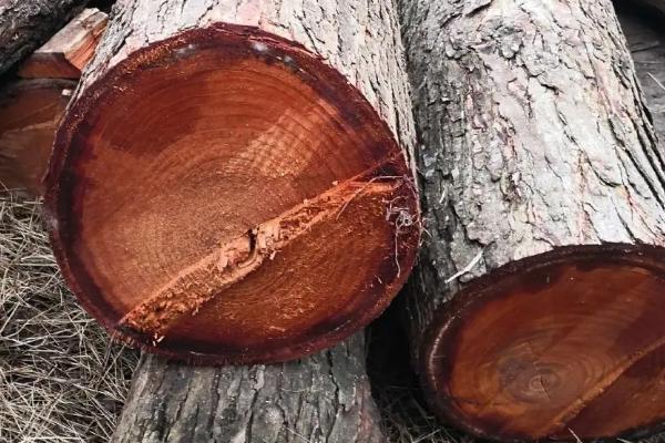 椿木是什么木材