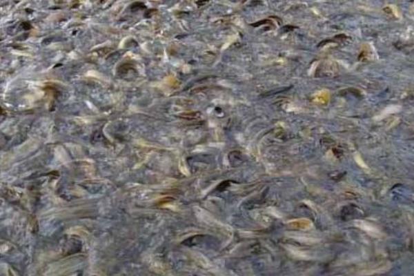 黄骨鱼一亩放养多少