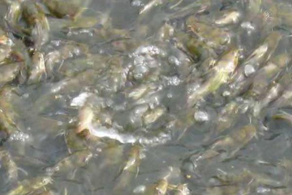 黄骨鱼一亩放养多少